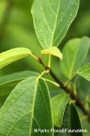 Image result for Premna mooiensis
