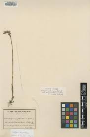 Image result for Satyrium carsonii