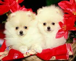 Cute screen wallpapers hd resolution 1920×1080. Cute Full Screen Wallpapers Top Free Cute Full Screen Backgrounds Wallpaperaccess
