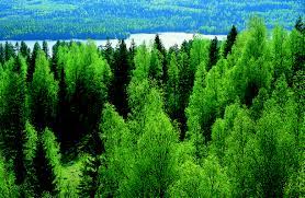 Forests and forestry