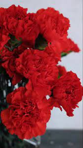 Red Carnation Flowers For Sale Buy Flowers Online Carnation Flower