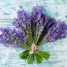 Image result for Lavandula angustifolia Vera