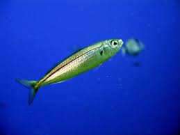 Image result for Boops boops