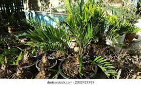 Image result for Zamiaceae