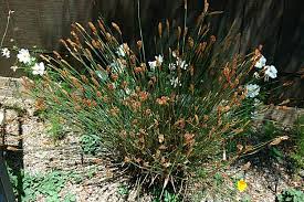 Image result for Restionaceae