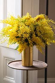 Image result for Mimosa