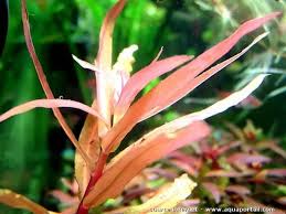 Image result for Nesaea ondongana