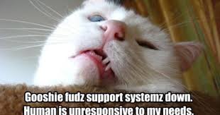 Capn S Log Cheezburger Funny Cat Memes Silly Cats Star Trek Funny