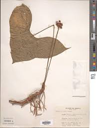 Image result for Stylochaeton borumensis