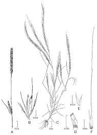 Check spelling or type a new query. Vista De El Genero Muhlenbergia Poaceae Chloridoideae Cynodonteae Muhlenbergiinae En Colombia Caldasia