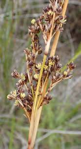 Image result for Juncus kraussii