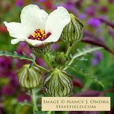 Image result for Hibiscus tridactylites