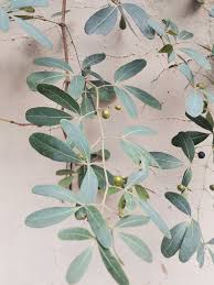 Image result for Rhoicissus revoilii