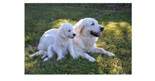 Do Adult Dogs Still Recognize Their Mothers Psychology Today