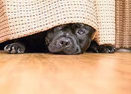 Smoke detector utilizes an ionization sensor to detect fire hazards and sounds an 85 db alarm when a hazard is detected. Why Do Certain Sounds Scare Dogs Petmd