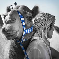 In his honour by sheikh sultan bin hamdan al nahyan, adviser to the uae president and chairman of the emirates camel racing federation. At Al Wathba Camel Race Track Abu Dhabi Uae Mohannad Khatib Flickr