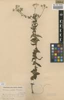 Image result for Vernonia undulata