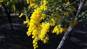 We did not find results for: Golden Wattle Australia S National Flower Picture Of The Australian Botanic Garden Mount Annan Tripadvisor