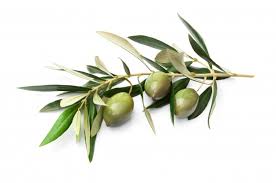 It comes from olive oil, so does it pack the same health. Standardization Natural Plant Extract Herbal Extract Nutrixworld