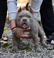 Pin By Muscle Boom Kennel On American Bully Females American Bully Pocket Bully Dog Pitbull Dog Puppy