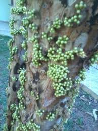 Image result for jabuticabeira em flor