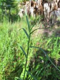 Image result for Hemarthria