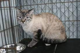 Maybe you would like to learn more about one of these? Urgent Album Friends Of The City Of Nashville Ga Animal Shelter Cat Adoption Animals Cats And Kittens