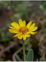 Image result for Hertia