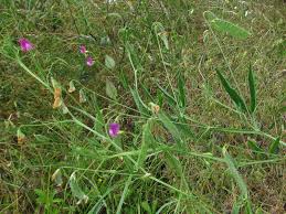 Image result for Lathyrus hirsutus