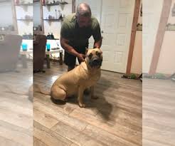 Your presa canario puppy will grow up to be very powerful with a large, robust head and chest. Puppyfinder Com Presa Canario Puppies Puppies For Sale Near Me In Georgia Usa Page 1 Displays 10