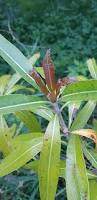 Image result for Anthocleista grandiflora