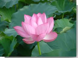 いのちを考える三つの視点 実践3つの柱と一隅を照らす日 一隅を照らす運動