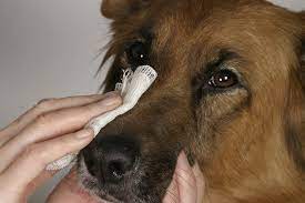 Dies kann dazu führen : Starke Blutung Beim Hund Herz Fuer Tiere De