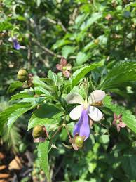 Image result for Rotheca myricoides