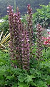 Image result for Orthochilus euanthus