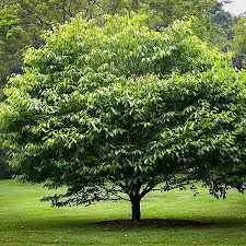 Plant trees and enjoy them for years to come. Buy Shade Trees Shade Trees For Sale The Tree Center