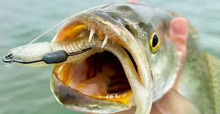 My 1st Day Trout Fishing In Texas Results Lessons Learned