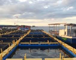 Jatuh Bangun Nelayan Pulau Bungin Kelola Resto Apung Dan Budidaya Ikan Laut Dermaga Perahu Tenggelam