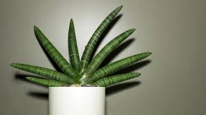 Zamioculcas, una pianta da appartamento essenziale per chi vuole arredare il proprio ambiente domestico con una eleganza in realtà non è sempre così, ci sono infatti alcune piante che non richiedono una alta. Le 15 Piante Da Interno Super Resistenti Seconda Parte Fito