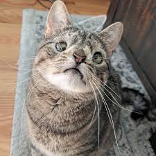 The down syndrome like behaviors is what has come to be known as down syndrome cats. Can Cats Have Down Syndrome All About Down Syndrome Of Kittens
