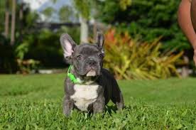 View the 2021 directory of the top 10 private schools in wellington, florida. French Bulldog Puppy For Sale In Wellington Fl Adn 47923 On Puppyfinder Com Gender Male Age Bulldog Puppies For Sale Puppies For Sale French Bulldog Puppy