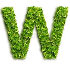 Image (c) jamie grill photography/getty images eric is a duly licensed independen. Letter W Alphabet Of Green Leaves Stock Image Colourbox