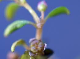 Image result for Elatinaceae