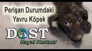 Uyuz Hastasi Yavru Kopekler Kopeklerde Demodeks Uyuzu Youtube