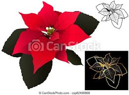 Feel free to explore, study and enjoy paintings with paintingvalley.com Red Christmas Poinsettia Set Realistic Poinsettia Flower Black Drawing And Golden Outlined Flower On Black Colored Canstock