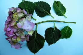 Hydrangeas are really popular for decorating the home, and are increasingly. Drying Hydrangea Flowers Dried Flower Craft
