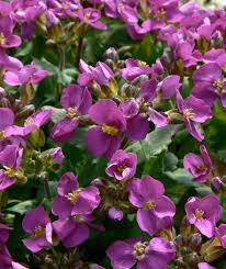 Image result for Arabis