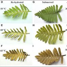 Image result for Crepidomanes inopinatum