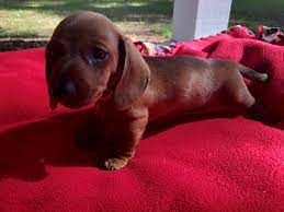 Maybe you would like to learn more about one of these? Miniature Dachshund Puppies For Sale Townsend Ga 328884