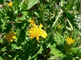 Image result for Tridactyle filifolia